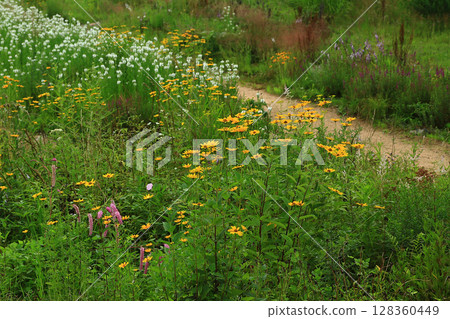 Hakuba Goryu Alpine Botanical Garden Nagano Prefecture 128360449