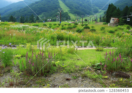 Hakuba Goryu Alpine Botanical Garden Nagano Prefecture 128360453
