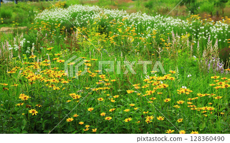Hakuba Goryu Alpine Botanical Garden Nagano Prefecture 128360490