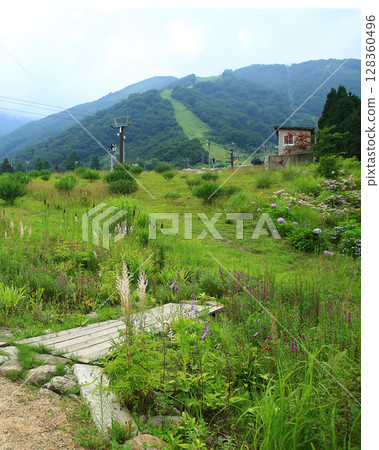 Hakuba Goryu Alpine Botanical Garden Nagano Prefecture 128360496