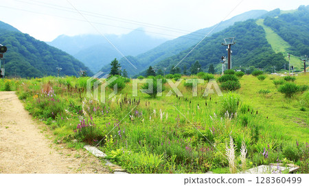 Hakuba Goryu Alpine Botanical Garden Nagano Prefecture Hakuba Goryu Alpine Botanical Garden Nagano Prefecture 128360499