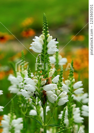 Hakuba Goryu Alpine Botanical Garden Nagano Prefecture 128360501