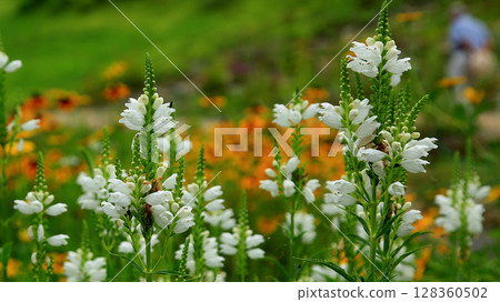 Hakuba Goryu Alpine Botanical Garden Nagano Prefecture Hakuba Goryu Alpine Botanical Garden Nagano Prefecture 128360502