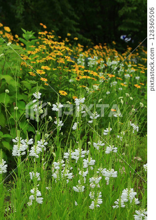 Hakuba Goryu Alpine Botanical Garden Nagano Prefecture Hakuba Goryu Alpine Botanical Garden Nagano Prefecture 128360506