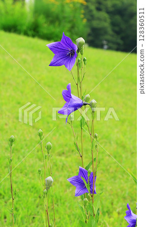 Hakuba Goryu Alpine Botanical Garden Nagano Prefecture Hakuba Goryu Alpine Botanical Garden Nagano Prefecture 128360511