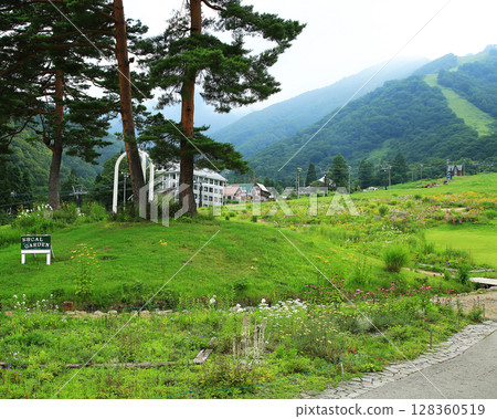 Hakuba Goryu Alpine Botanical Garden Nagano Prefecture Hakuba Goryu Alpine Botanical Garden Nagano Prefecture 128360519
