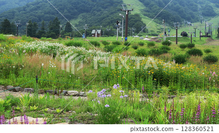 Hakuba Goryu Alpine Botanical Garden Nagano Prefecture Hakuba Goryu Alpine Botanical Garden Nagano Prefecture 128360521