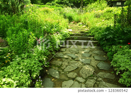 [Kobe City] Nunobiki Herb Garden, a botanical garden located in the mountains 128360542