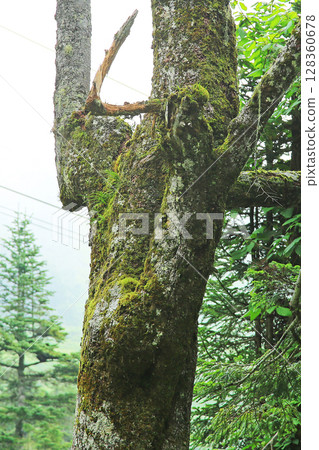 長野縣Tsugaike自然公園 128360678