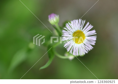 姬城花 姬城花 128360925