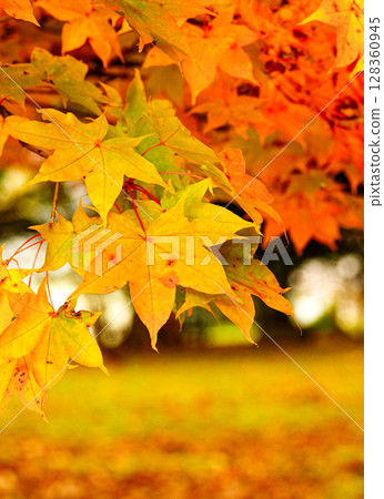 北海道富良野市鳥沼公園的秋葉 128360945