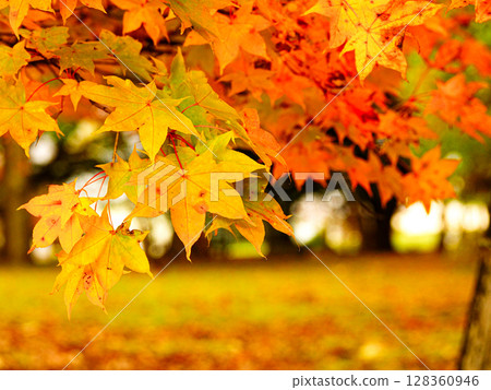 北海道富良野市鳥沼公園的秋葉 128360946