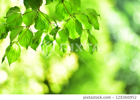 清新的春芽新綠 128360952