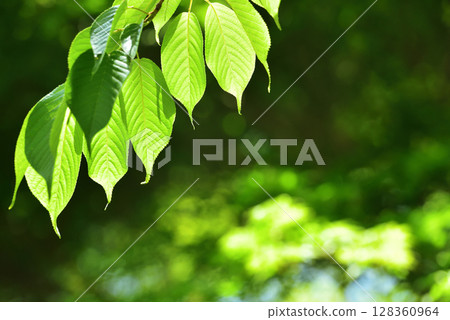 Refreshing spring sprouts Fresh green 128360964