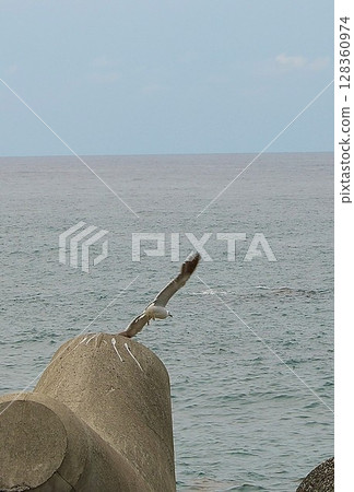 新潟，一群海鷗從四足動物上起飛 128360974