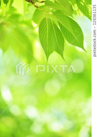 清新的春芽新綠 清新的春芽新綠 128361135
