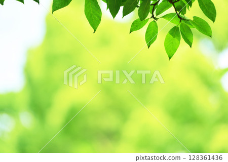 Refreshing spring sprouts Fresh green Refreshing spring sprouts Fresh green 128361436