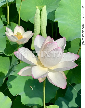 White lotus flowers in full bloom stand out against the green leaves (Iga Hachimangu Shrine, Okazaki City, Aichi Prefecture) White lotus flowers in full bloom stand out against the green leaves (Iga Hachimangu Shrine, Okazaki City, Aichi Prefecture) 128361455