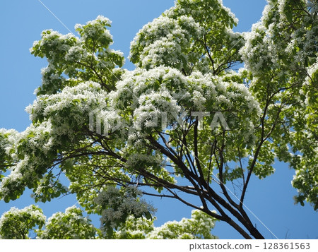 什麼是猴子樹 什麼是猴子樹 128361563