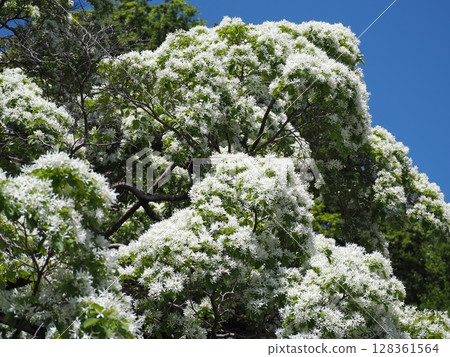 什麼是猴子樹 128361564