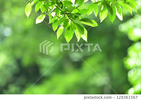 Refreshing spring sprouts Fresh green Refreshing spring sprouts Fresh green 128361567