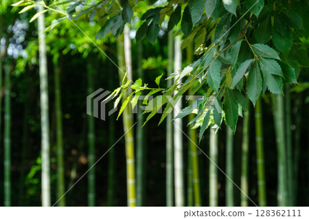 Bamboo forest and young leaves 128362111