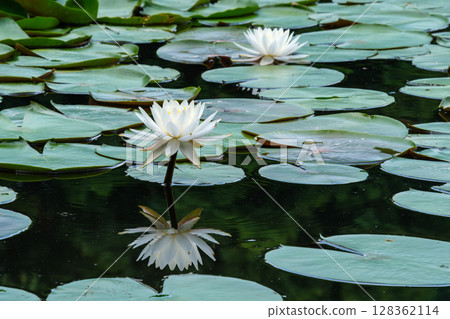 Reflected Water Lilies Reflected Water Lilies 128362114
