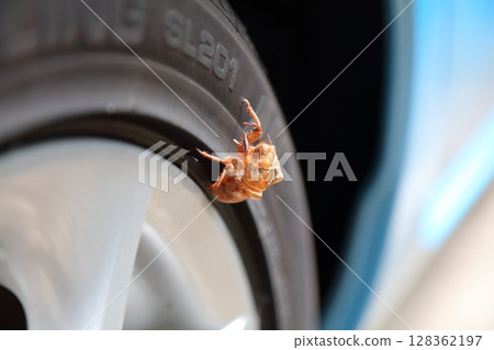 蟬殼卡在停放的汽車輪胎裡 蟬殼卡在停放的汽車輪胎裡 128362197
