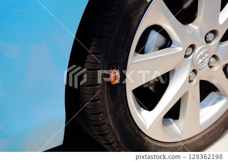 蟬殼卡在停放的汽車輪胎裡 蟬殼卡在停放的汽車輪胎裡 128362198