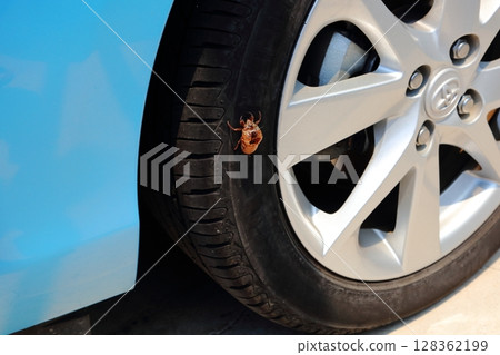蟬殼被卡在停放的汽車輪胎裡2 128362199