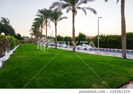 Lush green lawn lined with palm trees and parked cars in the evening light of a serene neighborhood Lush green lawn lined with palm trees and parked cars in the evening light of a serene neighborhood 128362324