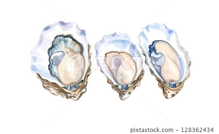 Oyster illustration with shell 128362434