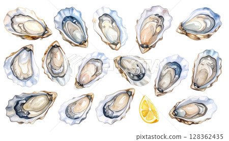 Oyster illustration with shell 128362435