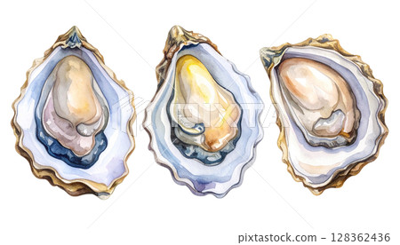 Oyster illustration with shell 128362436