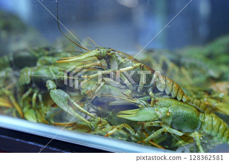 Freshwater crustaceans in a tank at a seafood market during the afternoon hours Freshwater crustaceans in a tank at a seafood market during the afternoon hours 128362581
