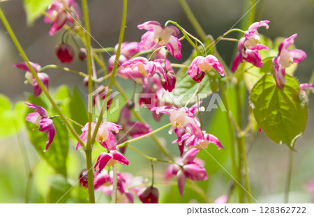 春季野花 - 錨草（Epimedium sieboldii） 128362722