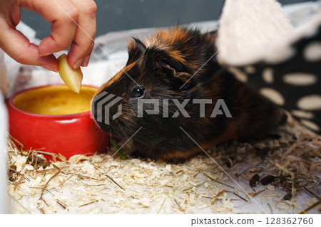 Guinea pig enjoying a snack at home in a cozy environment with bedding and a food dish 128362760