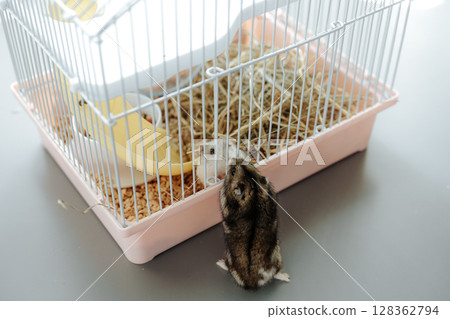 Hamster explores cage while curiously peering at the outside environment on a bright day Hamster explores cage while curiously peering at the outside environment on a bright day 128362794