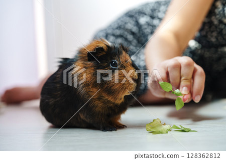 Adorable guinea pig interacting with its owner while enjoying fresh greens in a cozy indoor setting Adorable guinea pig interacting with its owner while enjoying fresh greens in a cozy indoor setting 128362812