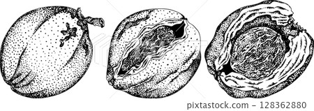 Vector engraving illustrations of coconuts. Vector engraving illustrations of coconuts. 128362880