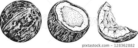 Vector engraving illustrations of coconuts. Vector engraving illustrations of coconuts. 128362882