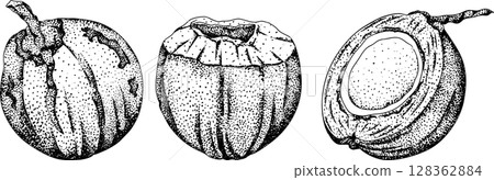 Vector engraving illustrations of coconuts. Vector engraving illustrations of coconuts. 128362884