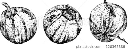 Vector engraving illustrations of coconuts. 128362886