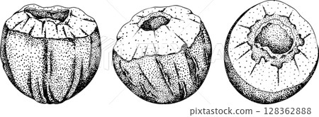 Vector engraving illustrations of coconuts. Vector engraving illustrations of coconuts. 128362888