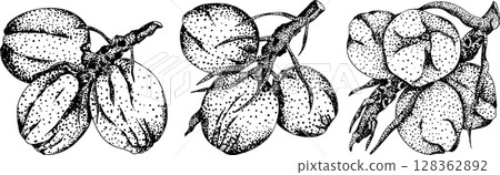 Vector engraving illustrations of coconuts. Vector engraving illustrations of coconuts. 128362892