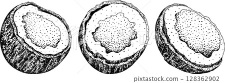 Vector engraving illustrations of coconuts. Vector engraving illustrations of coconuts. 128362902