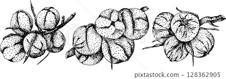Vector engraving illustrations of coconuts. Vector engraving illustrations of coconuts. 128362905