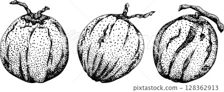 Vector engraving illustrations of coconuts. 128362913