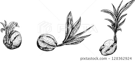 Vector engraving illustrations of coconuts. Vector engraving illustrations of coconuts. 128362924