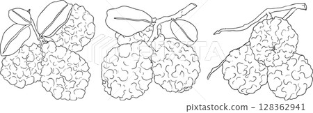 Vector line illustrations of bergamot fruit. Vector line illustrations of bergamot fruit. 128362941